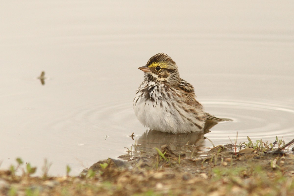 Savannah Sparrow - ML635125973