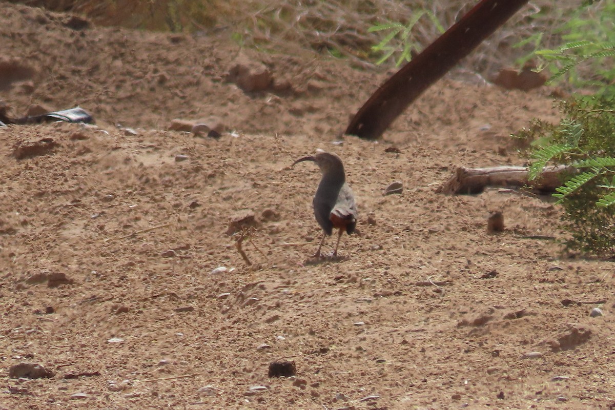 Crissal Thrasher - ML635126004
