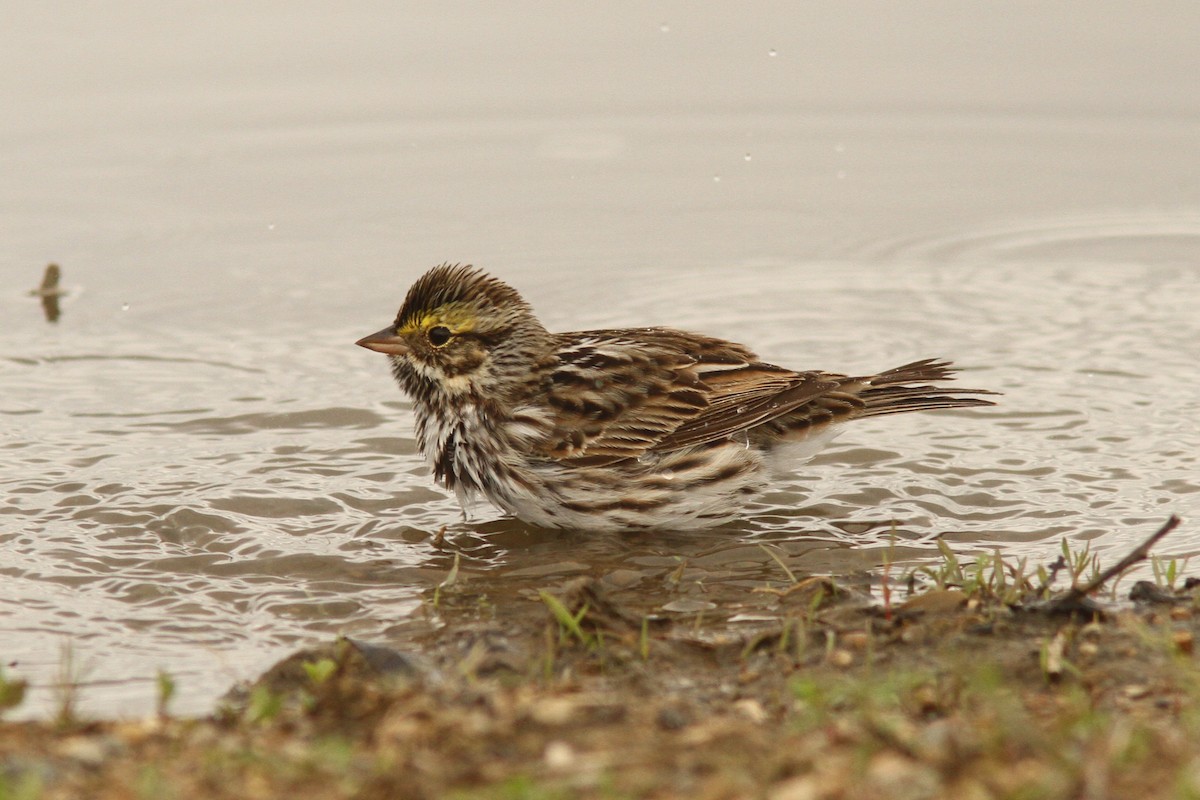 Savannah Sparrow - ML635126006