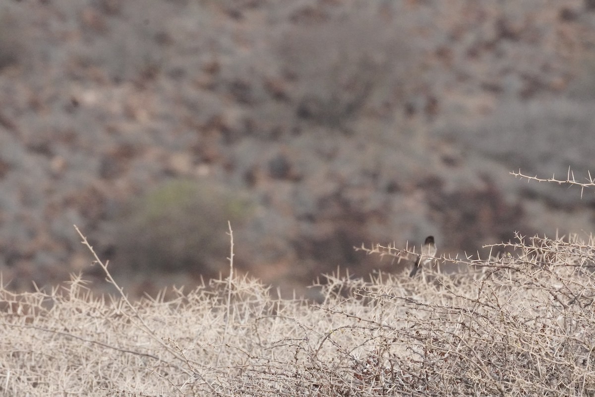 Arabian Warbler - ML635126011