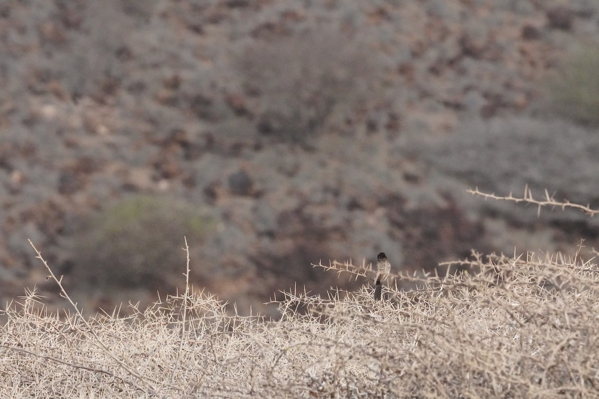 Arabian Warbler - ML635126012