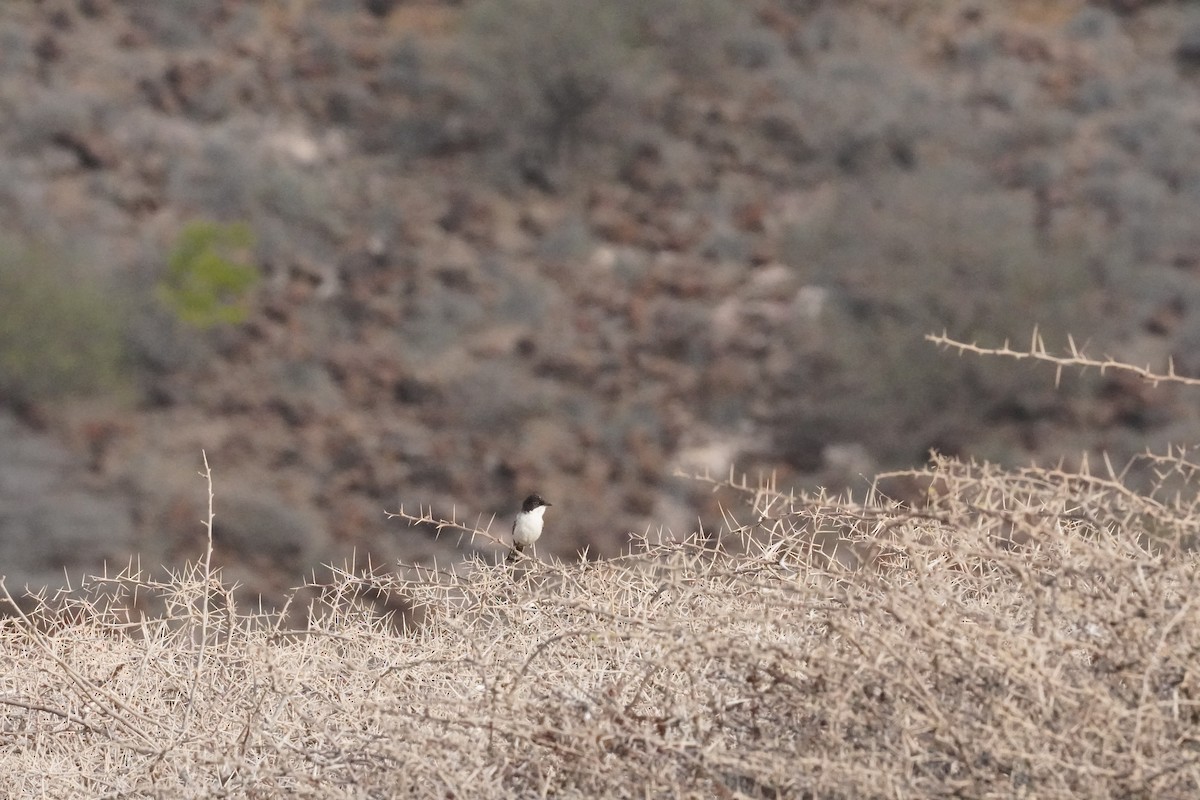 Arabian Warbler - ML635126013