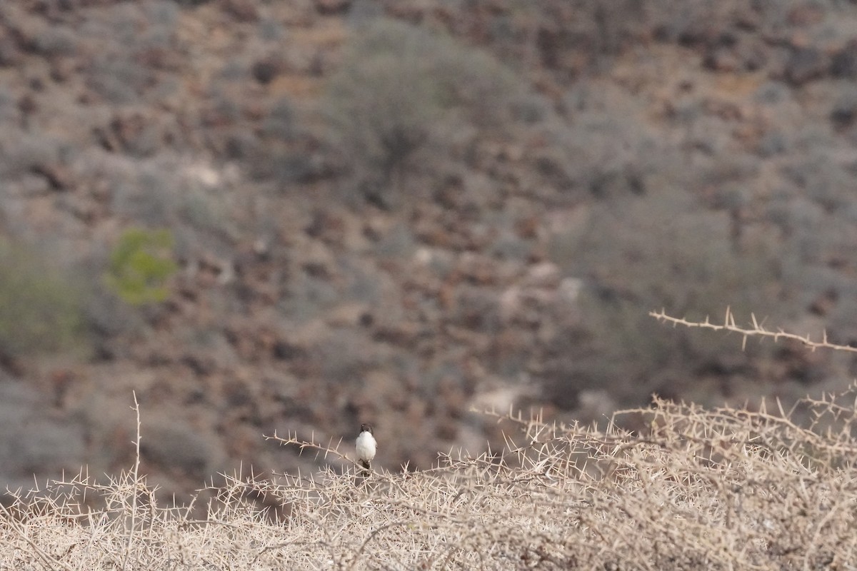 Arabian Warbler - ML635126015