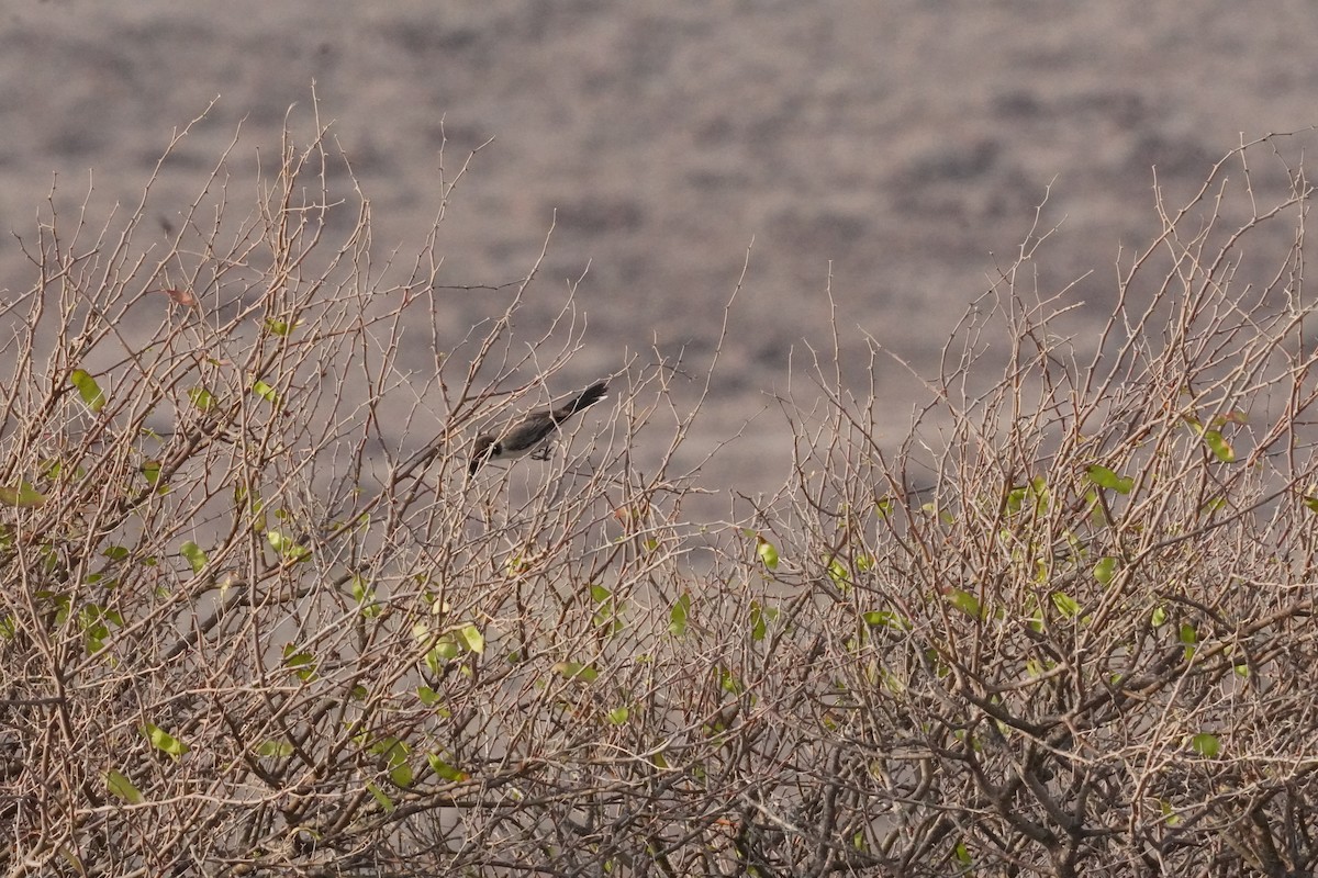 Arabian Warbler - ML635126017