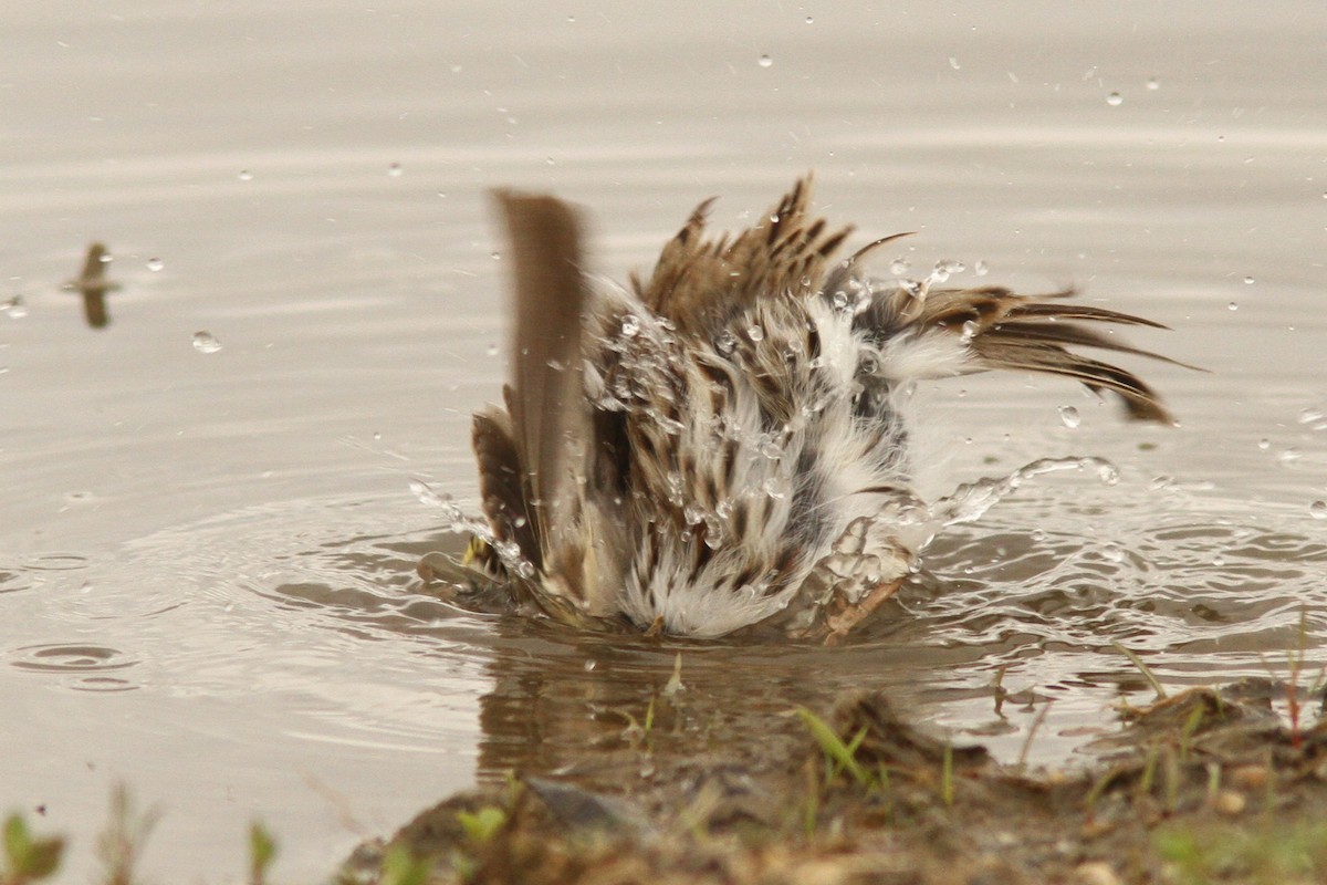 Savannah Sparrow - ML635126045