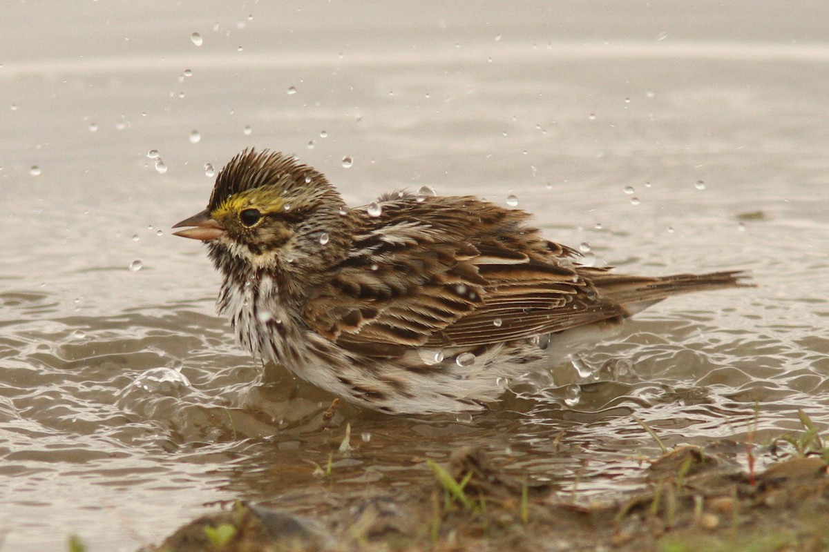 Savannah Sparrow - ML635126092