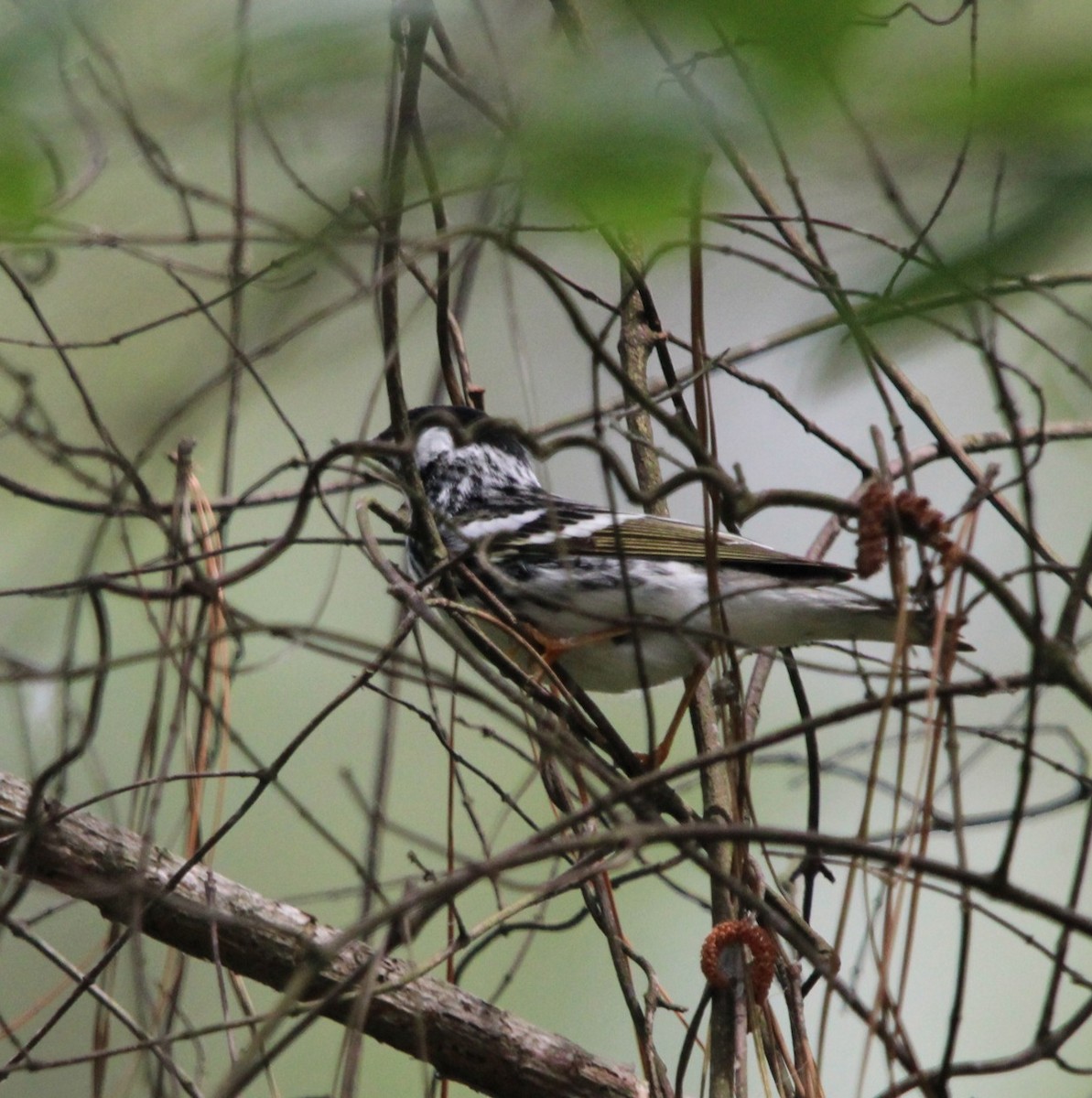Blackpoll Warbler - ML635126118