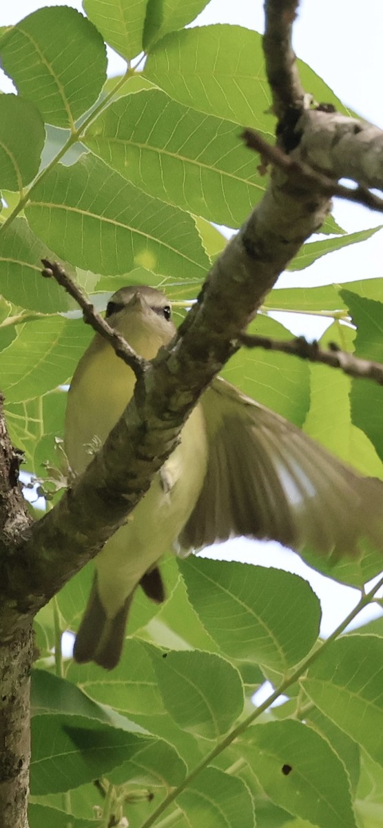 Philadelphia Vireo - ML635126207