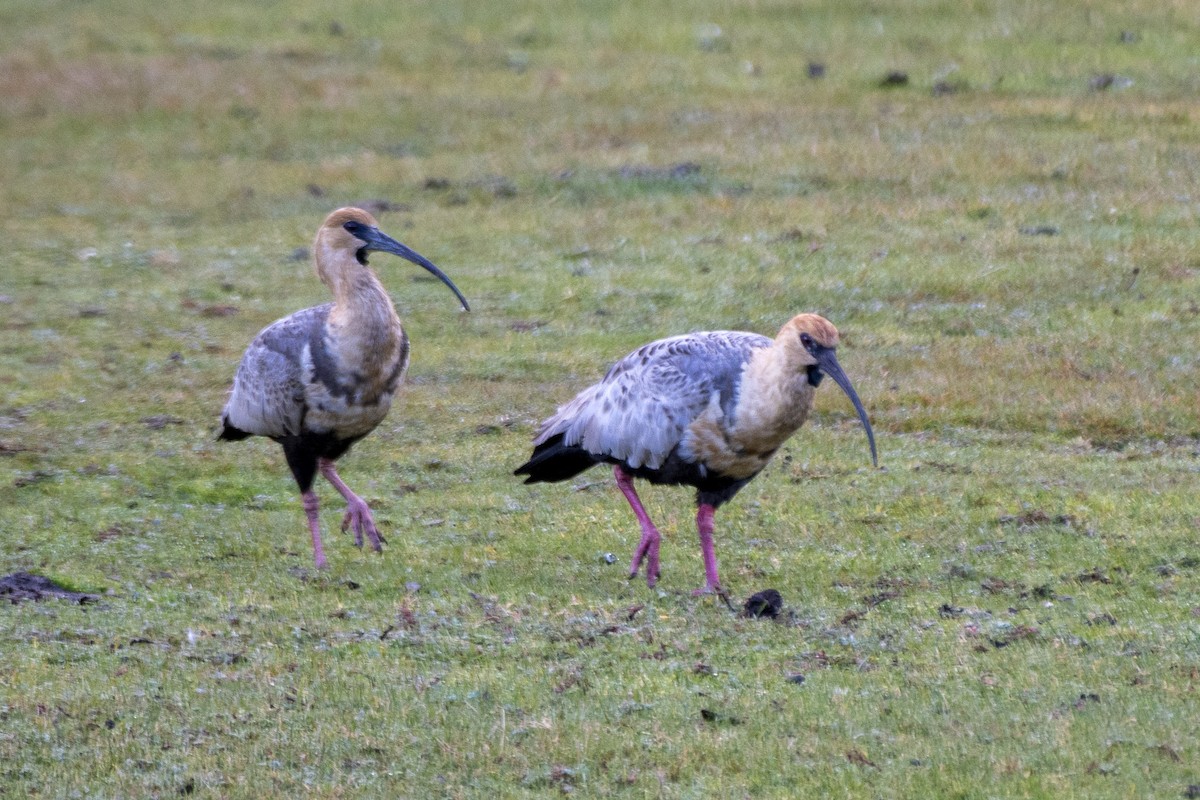 Black-faced Ibis - ML635126271