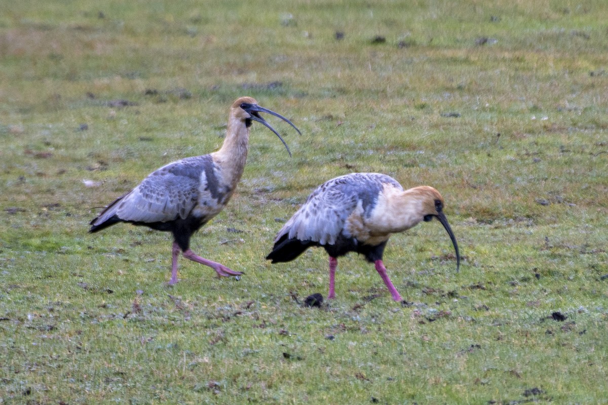 Black-faced Ibis - ML635126273