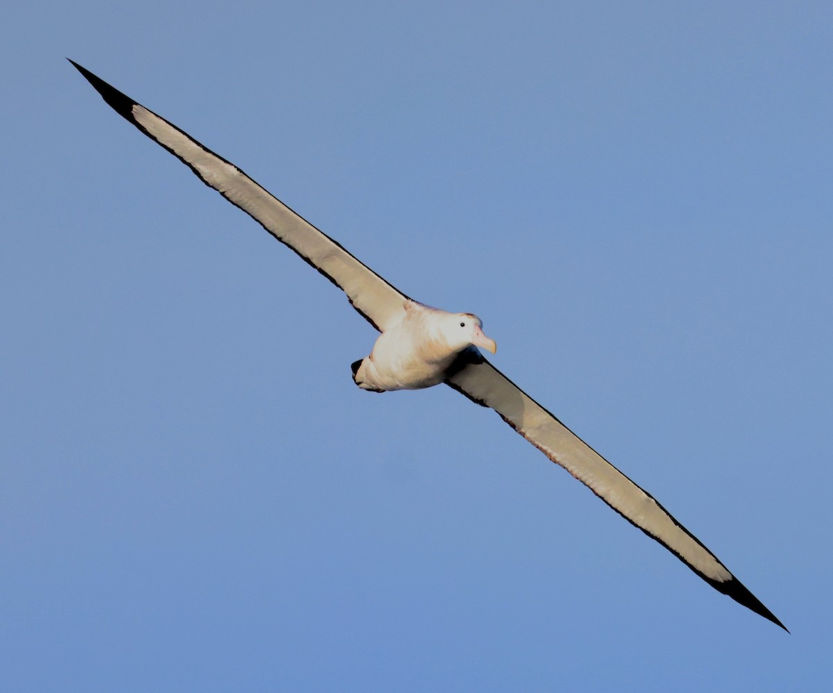 Antipodean Albatross - ML635126328