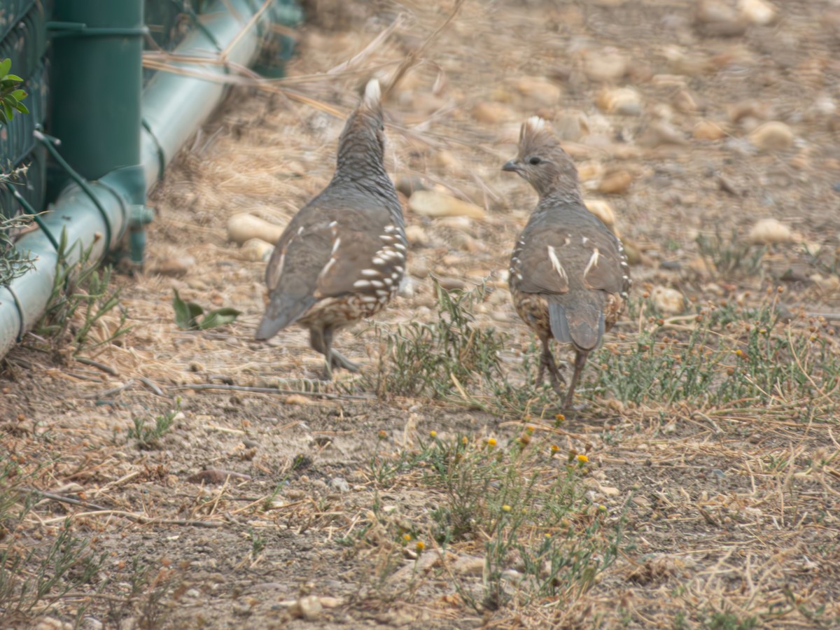 Scaled Quail - ML635126409