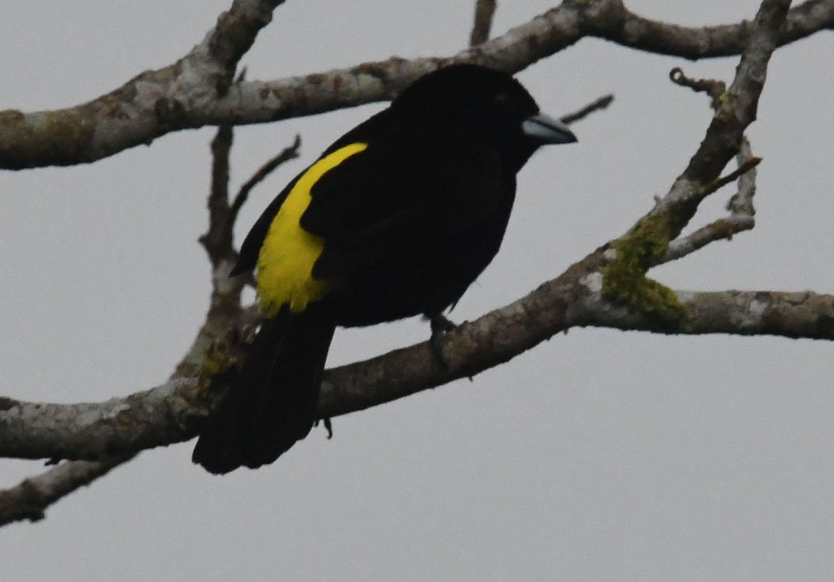 Flame-rumped Tanager - ML635126781