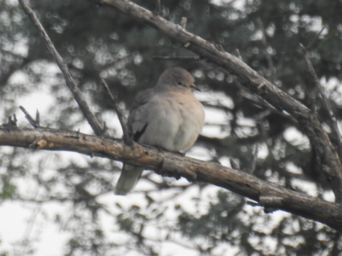 Picui Ground Dove - ML635126915
