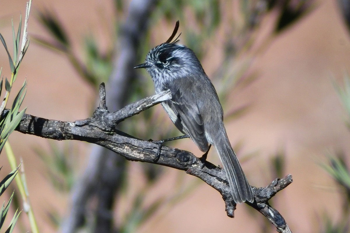 Tufted Tit-Tyrant - ML635127048