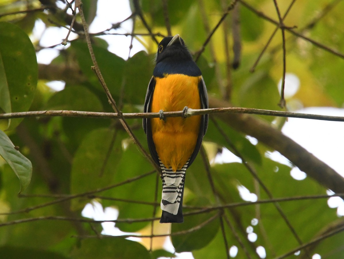 Gartered Trogon - ML635127052