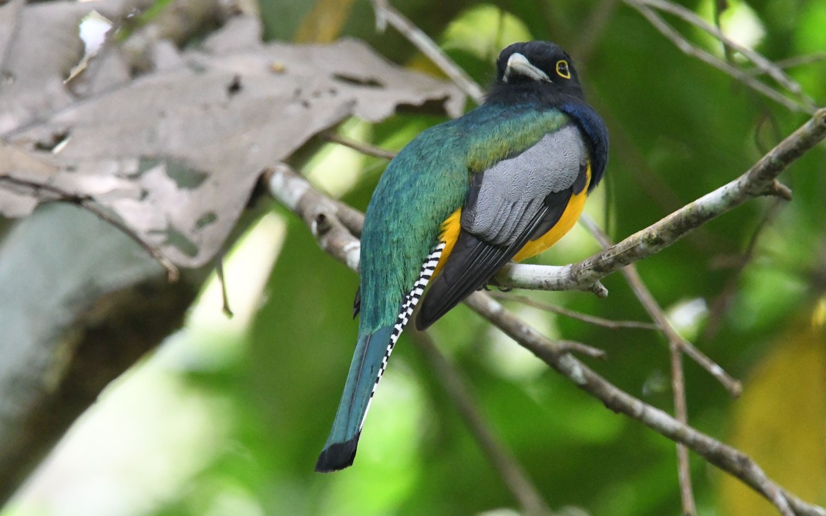 Gartered Trogon - ML635127053