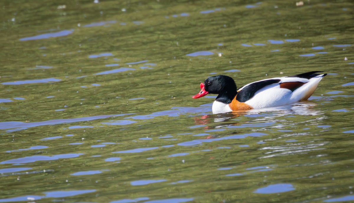 Common Shelduck - ML635127056