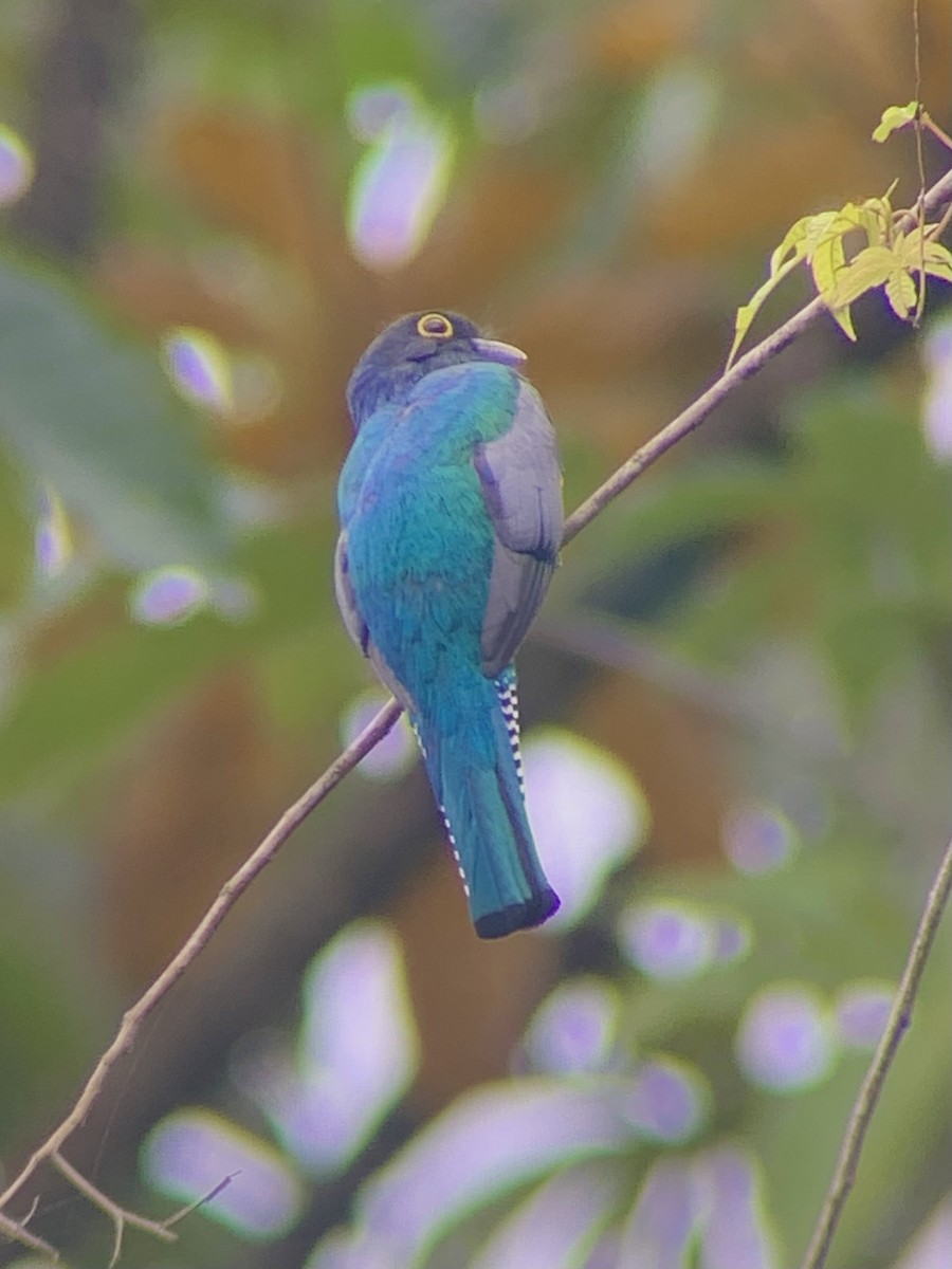 Gartered Trogon - ML635127099