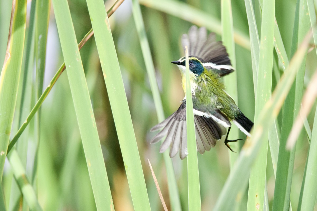 Many-colored Rush Tyrant - ML635127152