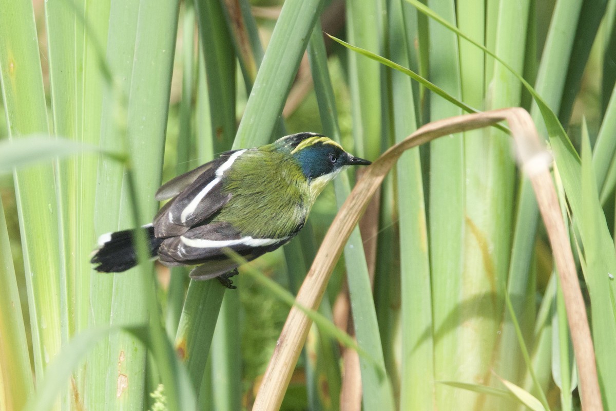 Many-colored Rush Tyrant - ML635127153