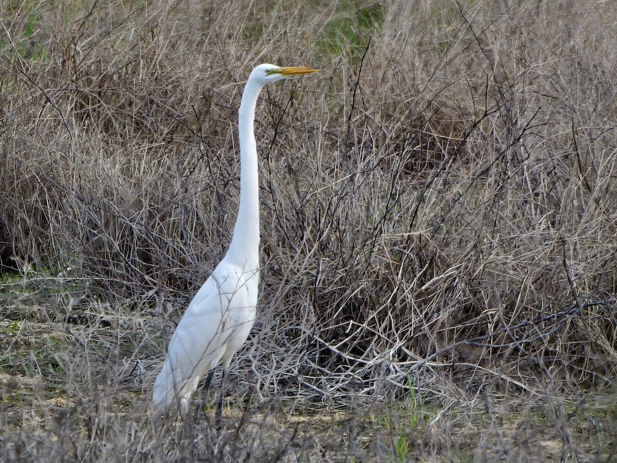 Great Egret - ML635127210