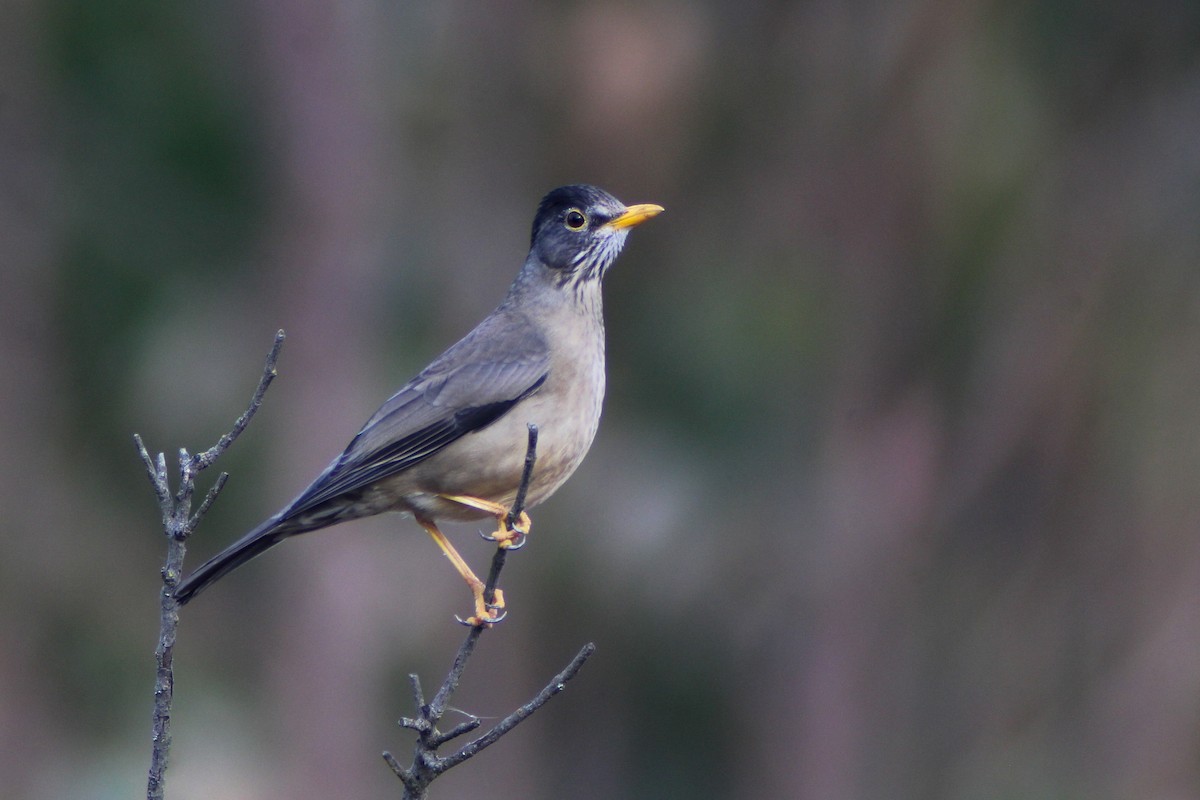 Austral Thrush - ML635127257