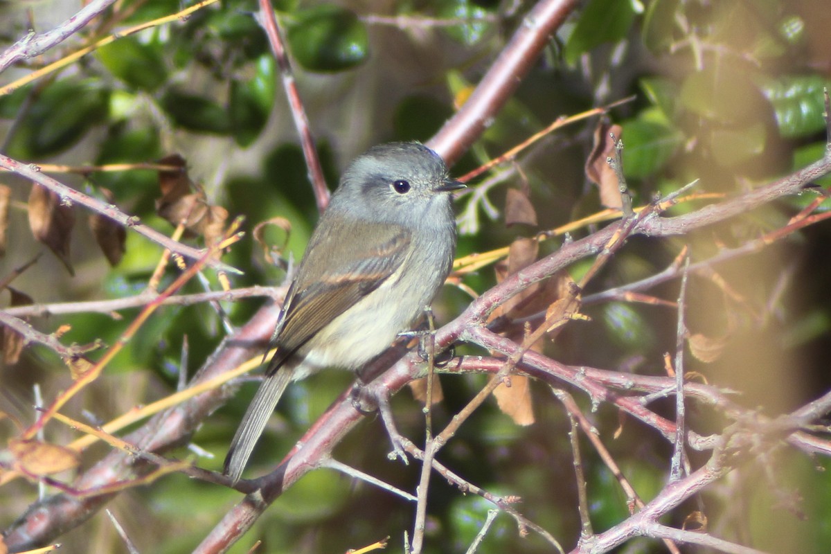 Patagonian Tyrant - ML635127335