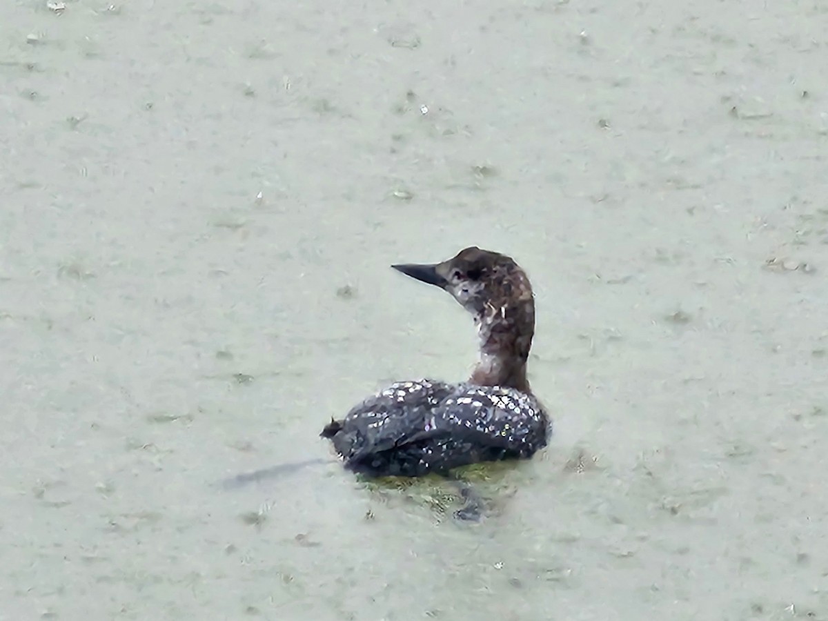 Red-throated Loon - ML635127424