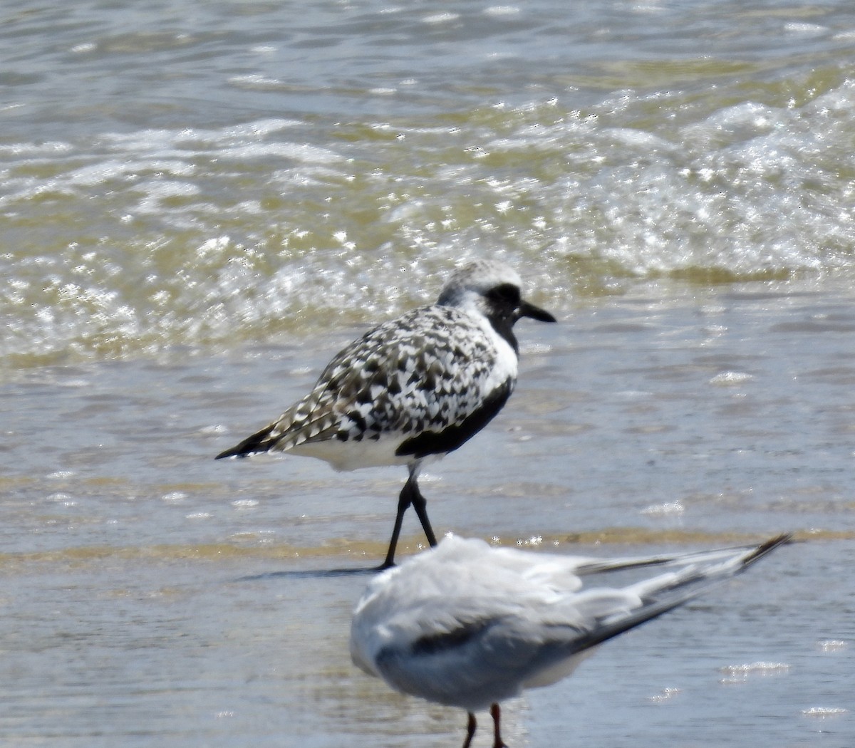 Black-bellied Plover - ML635127518