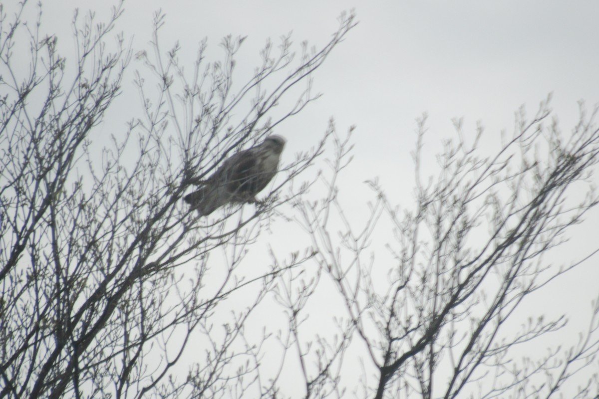 Rough-legged Hawk - ML635127568