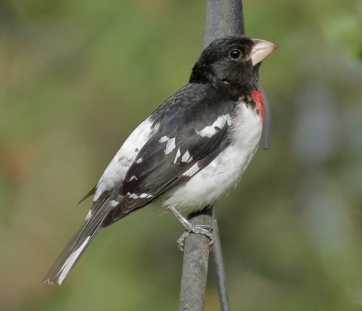 Rose-breasted Grosbeak - ML635127578