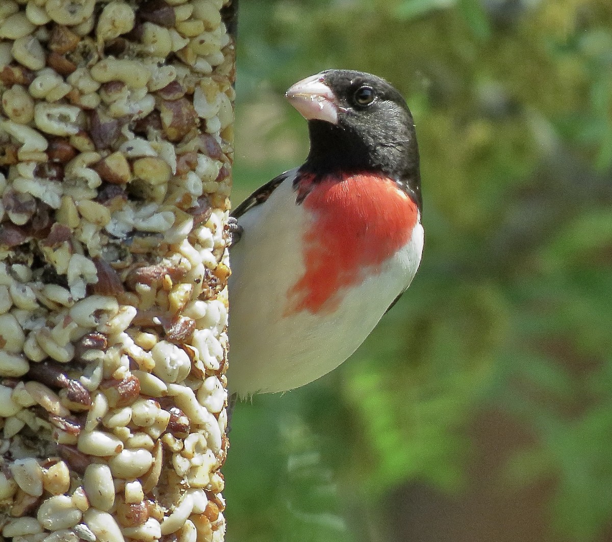 Rose-breasted Grosbeak - ML635127579