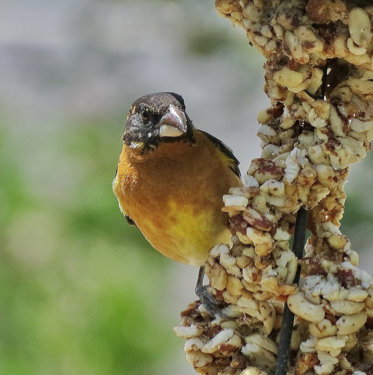 Black-headed Grosbeak - ML635127615