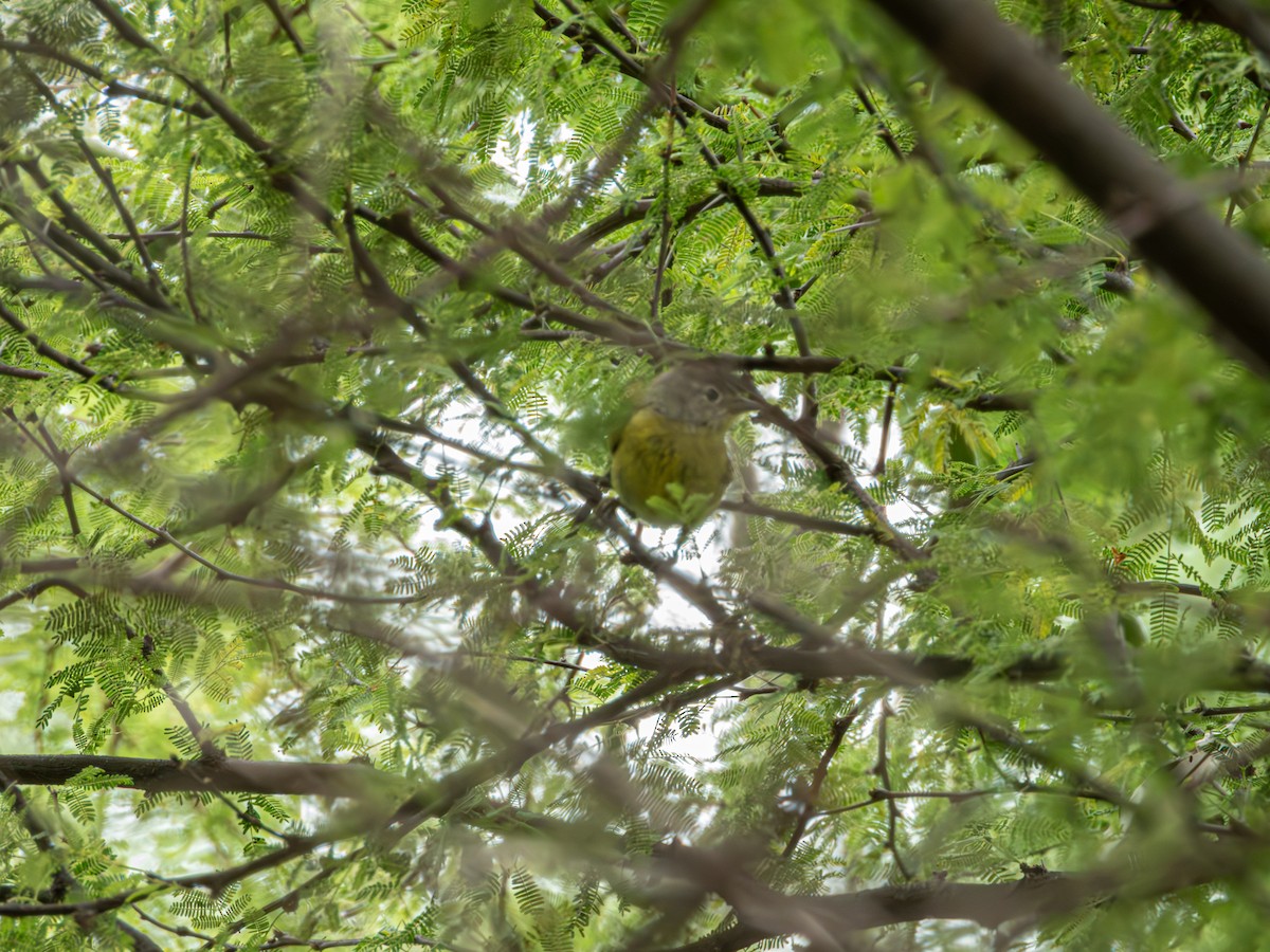 Orange-crowned Warbler - ML635127664