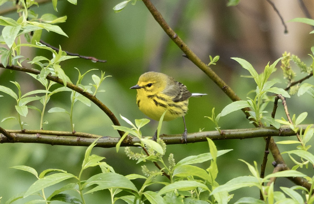 Prairie Warbler - ML635127727