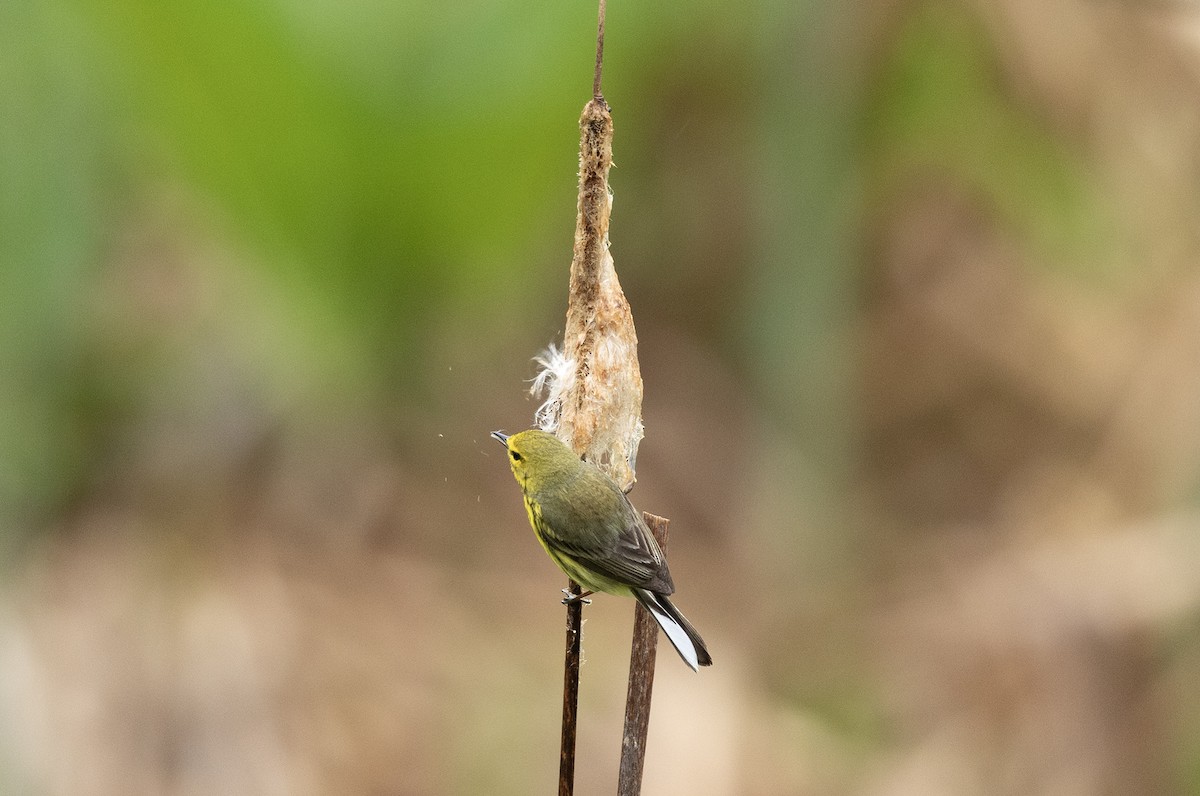 Prairie Warbler - ML635127728