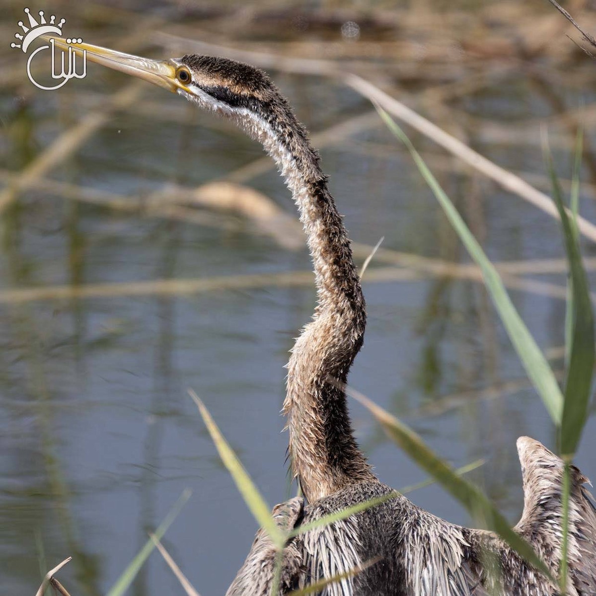 African Darter - ML635127735