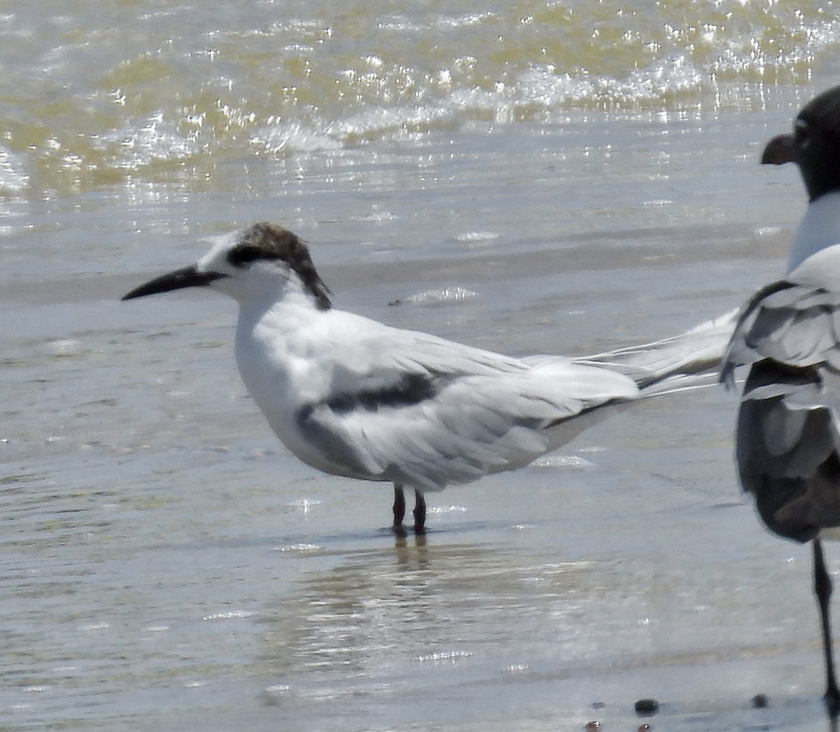 Common Tern - ML635127770
