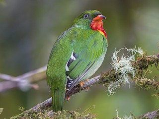 Male - Fiery-throated Fruiteater