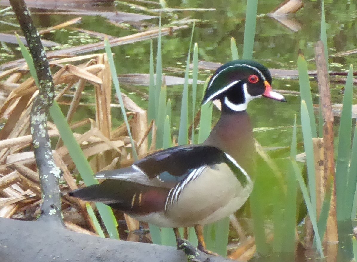 美洲鴛鴦 - ML635127875