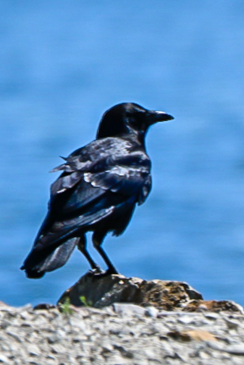 American Crow - ML635127886