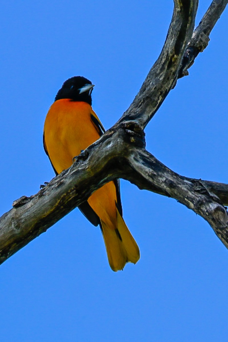 Baltimore Oriole - ML635127929