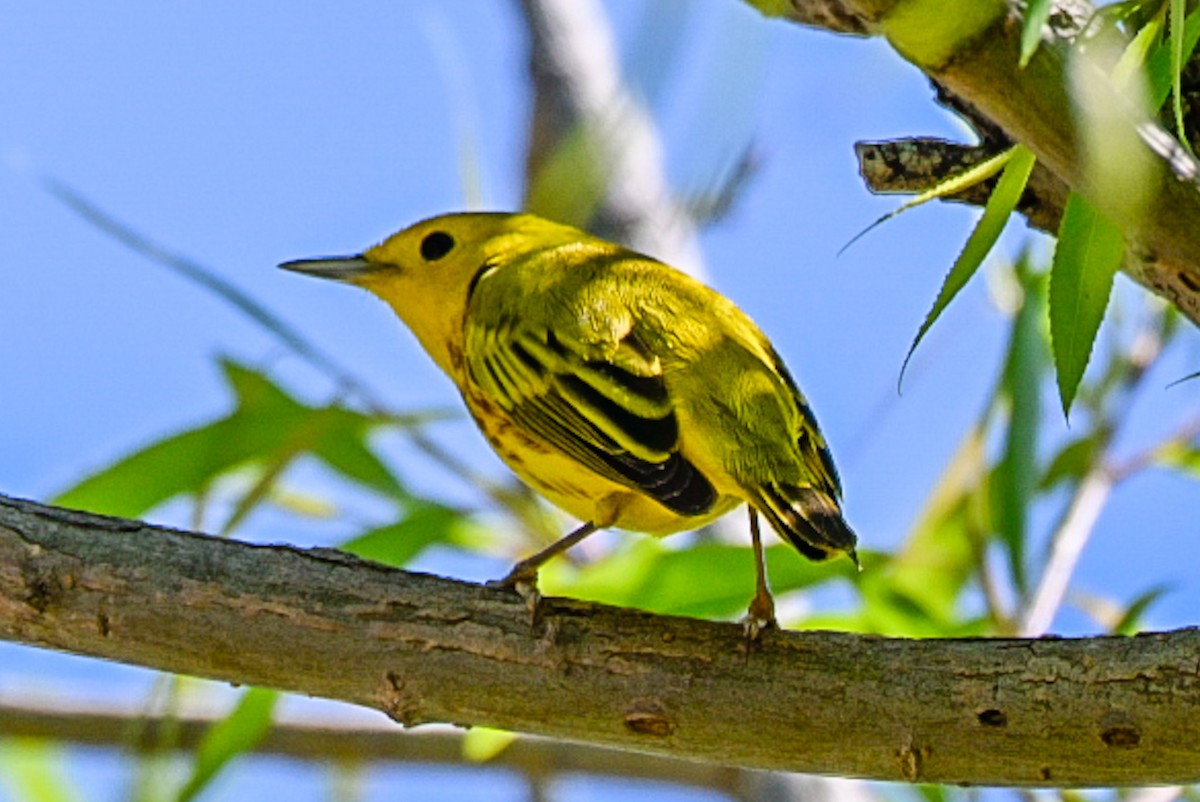 Yellow Warbler - ML635127967