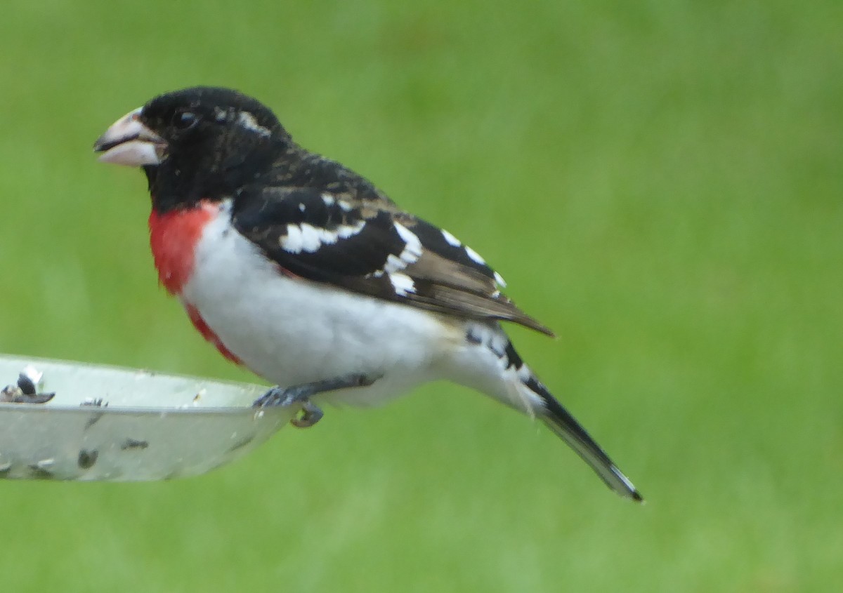 Rose-breasted Grosbeak - ML635128005