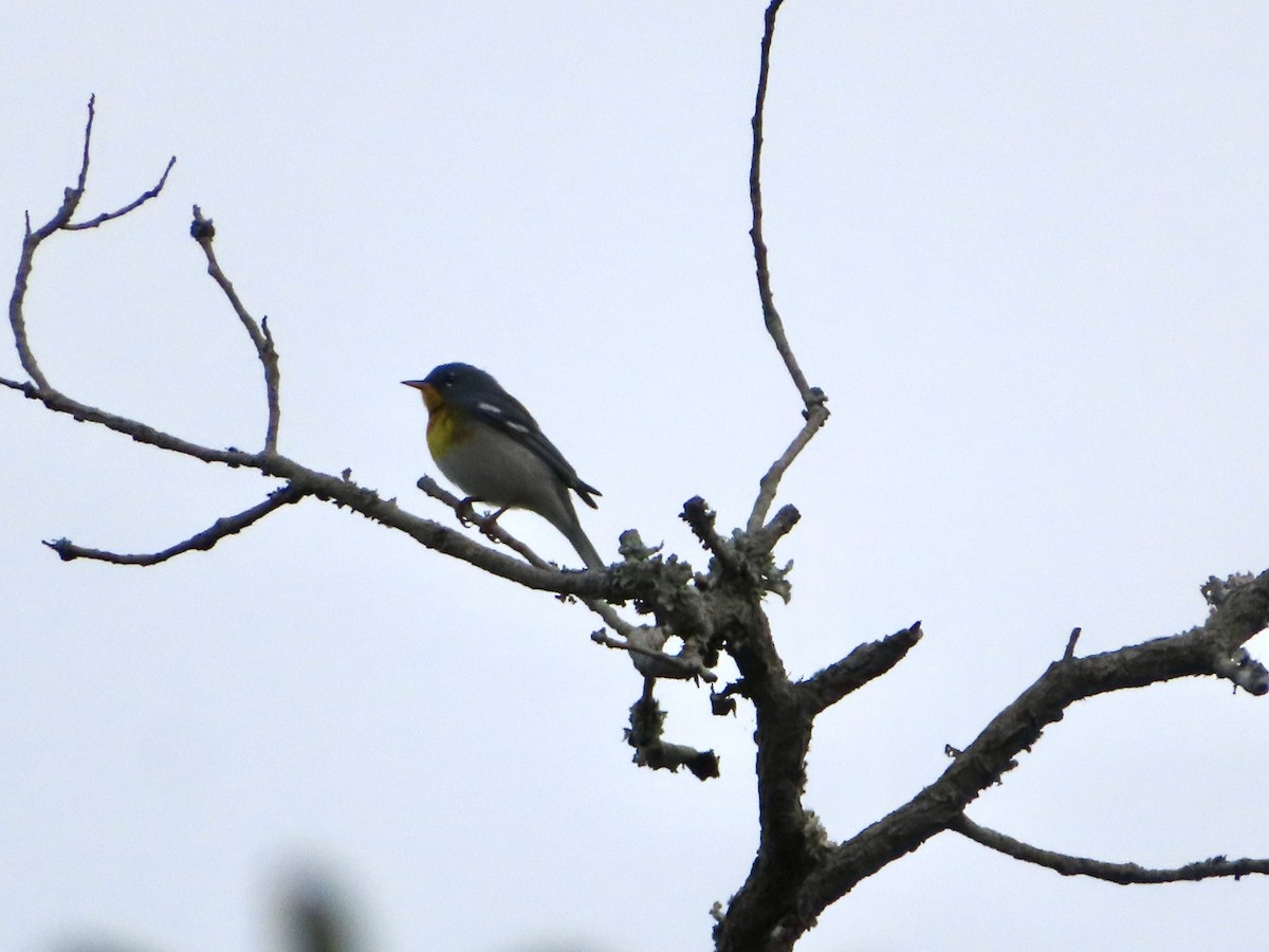 Northern Parula - ML635128008
