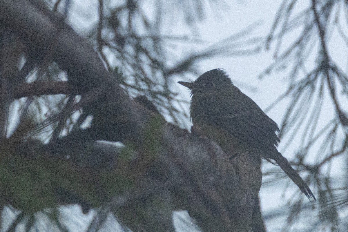Western Flycatcher - ML635128016