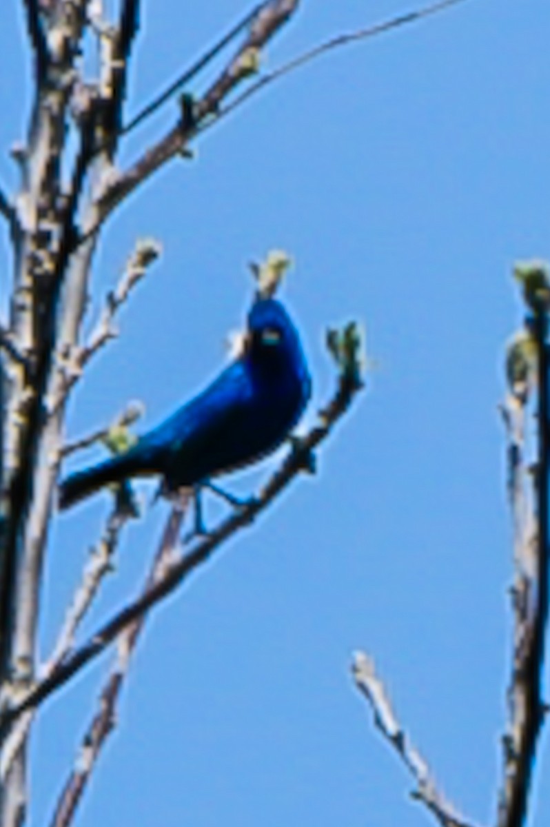 Indigo Bunting - ML635128137