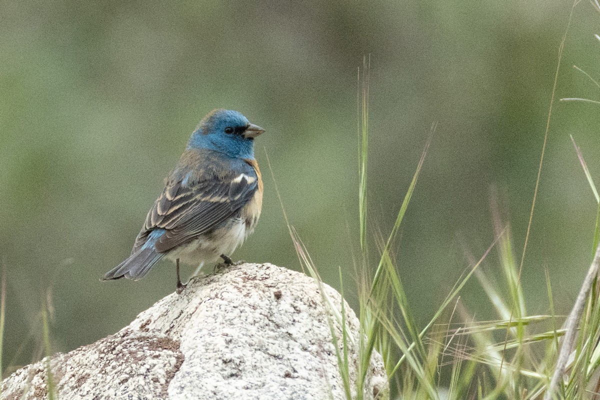 Lazuli Bunting - ML635128208