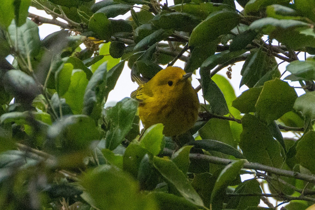 Northern Yellow Warbler - ML635128234